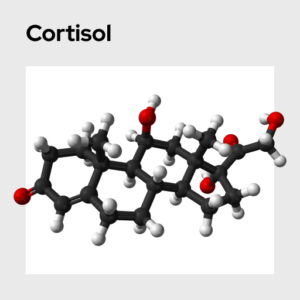 Cortisol Molecule