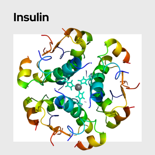 Insulin Molecule