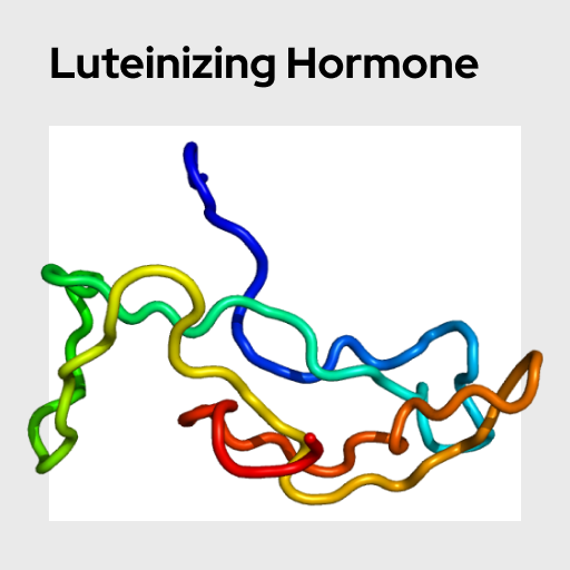 Luteinizing Hormone Molecule
