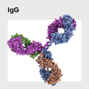 Immunoglobin G (IgG) Molecule