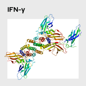 Interferon gamma (IFN‐γ) Molecule