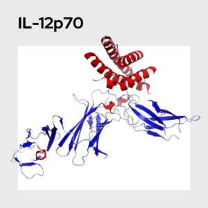 Interleukin 12p70 (IL-12p70) Molecule
