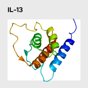 Interleukin 13 (IL-13) Molecule