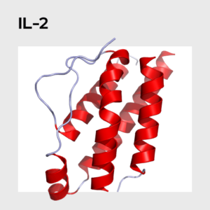 Interleukin 2 (IL-2) Molecule