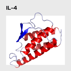 Interleukin 4 (IL-4) Molecule