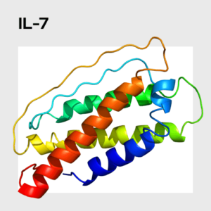 Interleukin 7 (IL-7) Molecule