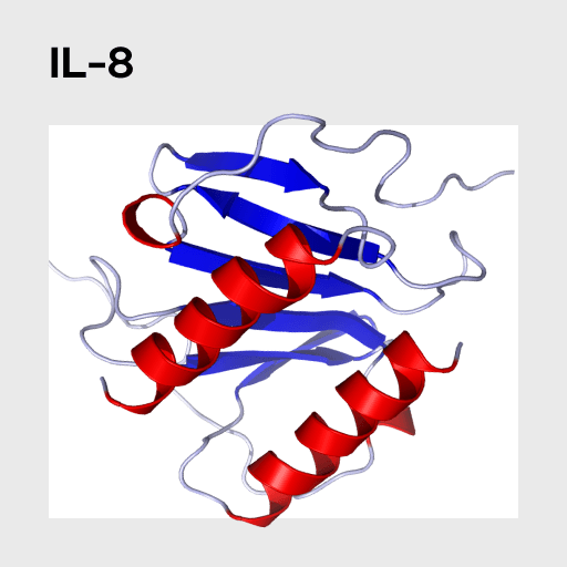 Interleukin 8 (IL-8) Molecule
