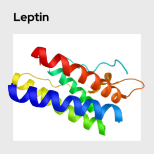 Leptin Molecule