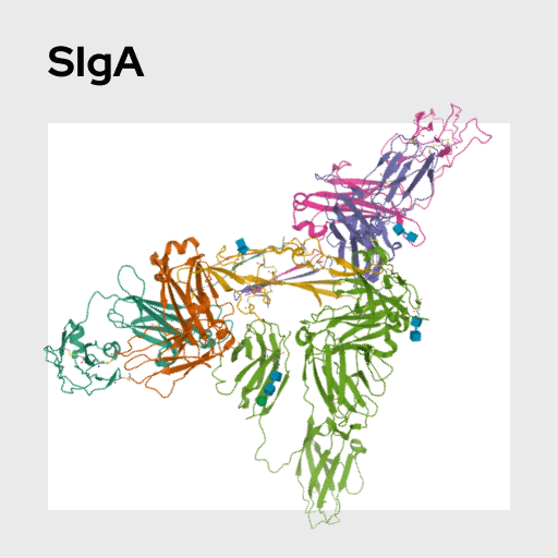 Secretory Immunoglobin A (SIgA) Molecule