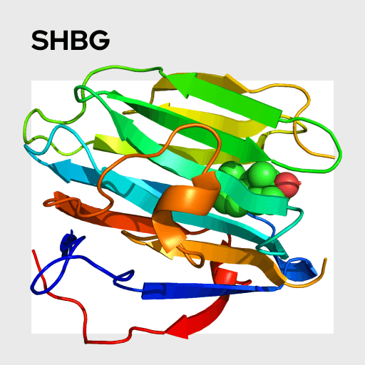 Sex Hormone Binding Globulin (SHBG) Molecule
