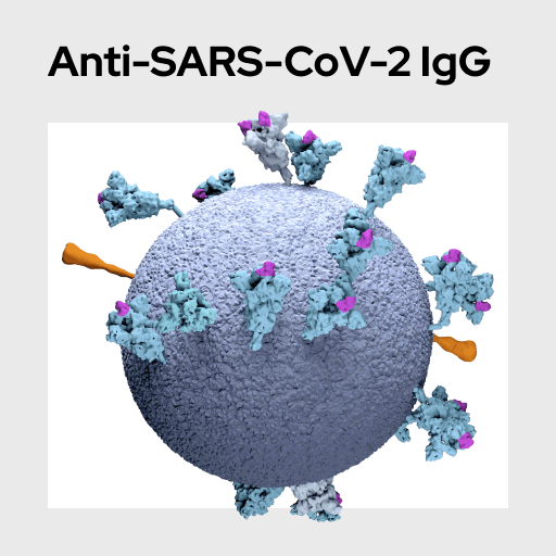 Anti-SARS-CoV-2 IgG Molecule