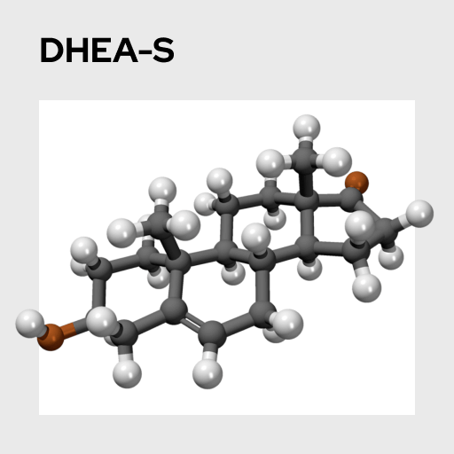 DHEA-S Molecule